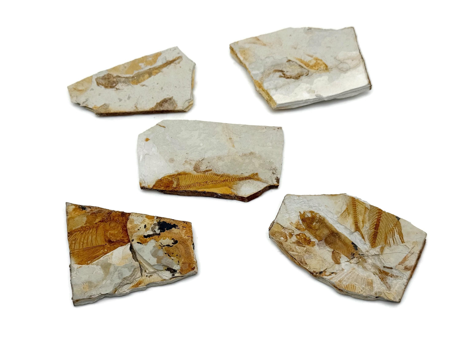 Lycoptera Fish Fossil - Fossilization - Marine Fossils - Fossil Collection - FO1040