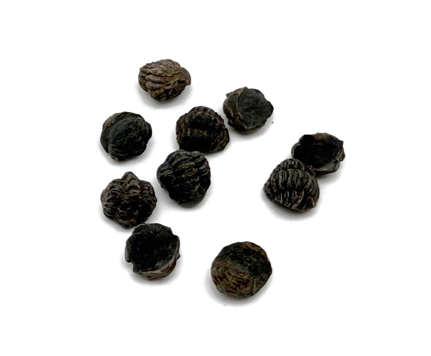 Mini trilobite - Trilobite dévonien marocain - Fossilisation - Paléobiologie - Non poli - Fossiles marins - Pierres d'aquarium - FO1041