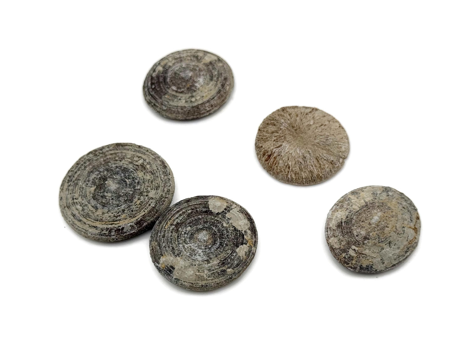 Cyclolites, corail fossilisé - Fossilisation - Paléobiologie - Non poli - Fossiles marins - Pierres d'aquarium - FO1043
